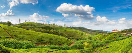 Photo for Panorama of  Tea plantations in Nuwara Eliya, Sri Lanka - Royalty Free Image