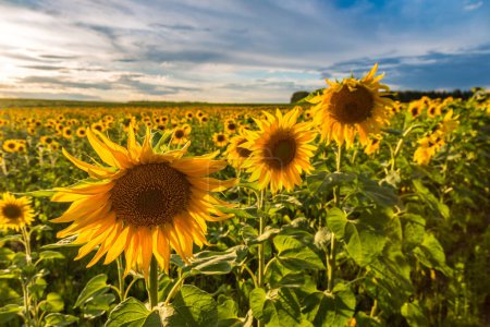 Photo for Field of blooming sunflowers in a beautiful summer day - Royalty Free Image