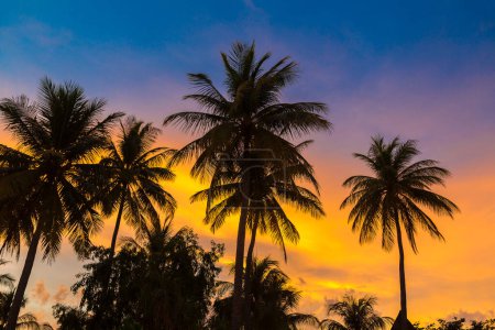 Téléchargez les photos : Silhouette de cocotiers sur la plage tropicale au coucher du soleil - en image libre de droit