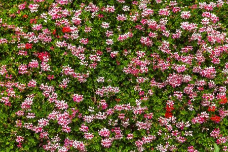 Background of pink flowers in a summer day