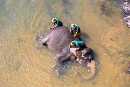 Téléchargez les photos : Le berger lave l'éléphant dans la rivière à l'orphelinat des éléphants au centre du Sri Lanka - en image libre de droit