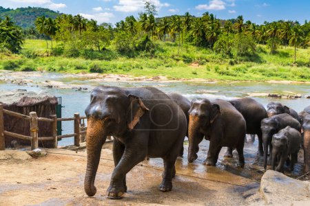 Téléchargez les photos : Troupeau d'éléphants au Sri Lanka dans une journée d'été - en image libre de droit