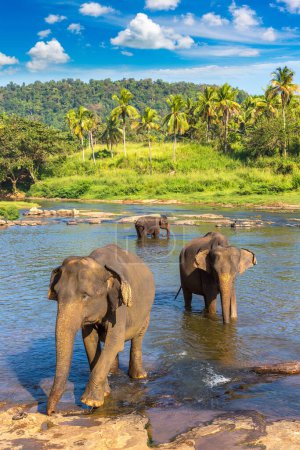 Téléchargez les photos : Herd of elephants at the river in central Sri Lanka in  a summer day - en image libre de droit