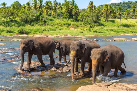 Téléchargez les photos : Troupeau d'éléphants au bord de la rivière dans le centre du Sri Lanka par une journée ensoleillée - en image libre de droit