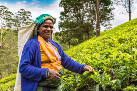 Téléchargez les photos : NUWARA ELIYA, SRI LANKA - 15 FÉVRIER 2020 : Femme cueilleuse de thé dans une plantation de thé à Nuwara Eliya, Sri Lanka - en image libre de droit