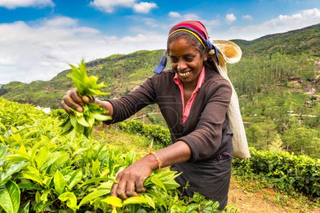 Photo for NUWARA ELIYA, SRI LANKA - FEBRUARY 15, 2020: Woman tea picker in tea plantation in Nuwara Eliya, Sri Lanka - Royalty Free Image