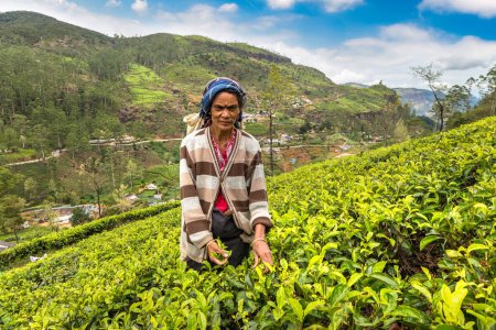 Photo for NUWARA ELIYA, SRI LANKA - FEBRUARY 15, 2020: Woman tea picker in tea plantation in Nuwara Eliya, Sri Lanka - Royalty Free Image
