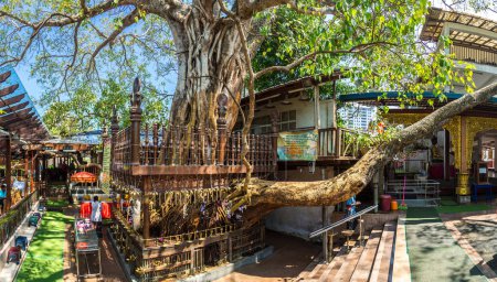 Téléchargez les photos : COLOMBO, SRI LANKA - 11 FÉVRIER 2020 : Panorama de l'arbre Bodhi dans le temple bouddhiste de Gangaramaya, à Colombo par une journée ensoleillée, Sri Lanka - en image libre de droit
