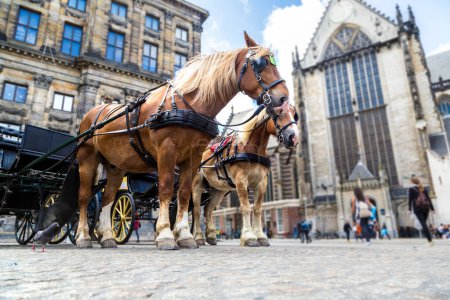 Photo for The horses carriage in Amsterdam in a beautiful summer day, The Netherlands - Royalty Free Image