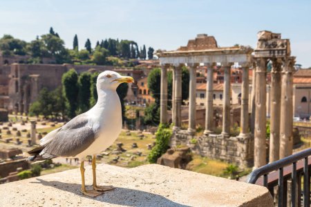Téléchargez les photos : Mouette et ruines antiques du Forum dans une journée d'été à Rome, Italie - en image libre de droit