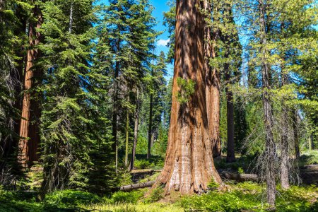 Téléchargez les photos : Séquoia géant dans le parc national Sequoia en Californie, États-Unis - en image libre de droit