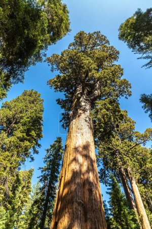 Foto de General Sherman Tree - Sequoia gigante en el Parque Nacional Sequoia en California, EE.UU. - Imagen libre de derechos