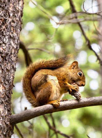 Téléchargez les photos : Écureuil roux sur une branche par une journée ensoleillée - en image libre de droit