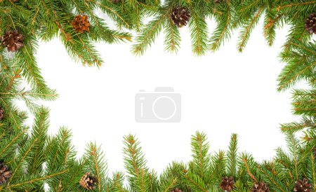 Photo for Christmas background with cones isolated on white - Royalty Free Image