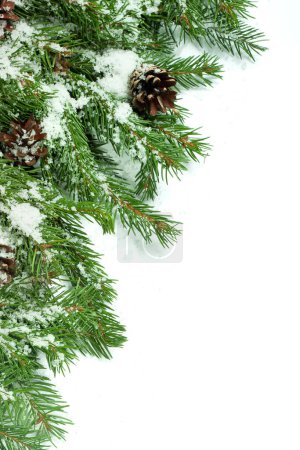 Photo for Christmas background with snow, and cones isolated on white - Royalty Free Image