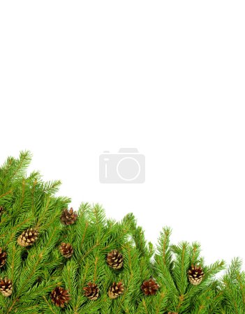 Téléchargez les photos : Fond de Noël avec cônes isolés sur blanc - en image libre de droit