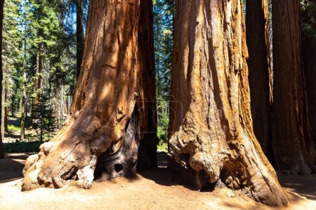 Foto de Sequoia gigante en el Parque Nacional Sequoia en California, EE.UU. - Imagen libre de derechos