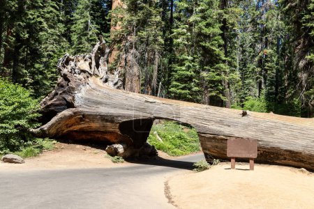 Photo for Tunnel log in Sequoia National Park in California, USA - Royalty Free Image