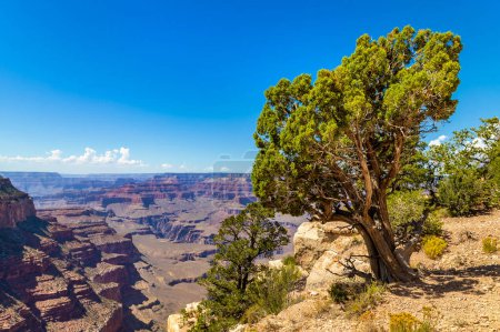 Foto de Parque Nacional del Gran Cañón en un día soleado, Arizona, EE.UU. - Imagen libre de derechos