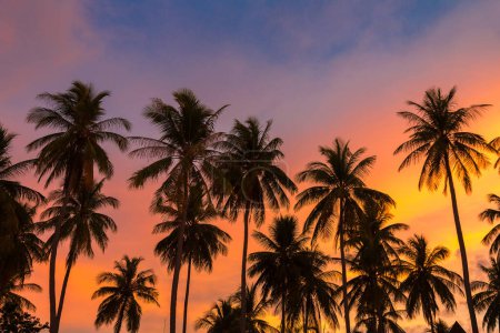 Téléchargez les photos : Silhouette de cocotiers sur la plage tropicale au coucher du soleil - en image libre de droit