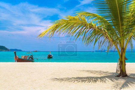 Téléchargez les photos : Petit palmier unique suspendu sur une plage tropicale avec sable blanc - en image libre de droit