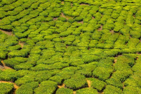 Foto de Vista panorámica de las plantaciones de té en un día soleado - Imagen libre de derechos