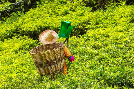 Téléchargez les photos : Travailleur cueillette de feuilles de thé dans la plantation de thé à Cameron Highlands, Malaisie - en image libre de droit