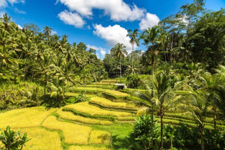 Photo for Tegallalang rice terrace field on Bali, Indonesia in a sunny day - Royalty Free Image