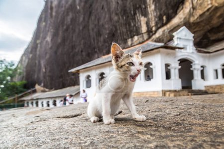 Téléchargez les photos : Petit chaton au temple de la grotte de Dambulla à Dambulla, Sri Lanka - en image libre de droit
