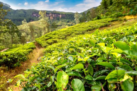 Photo for Green tea bud and fresh leaves at the tea plantations in Nuwara Eliya, Sri Lanka - Royalty Free Image