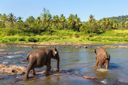 Téléchargez les photos : Troupeau d'éléphants au bord de la rivière au Sri Lanka - en image libre de droit