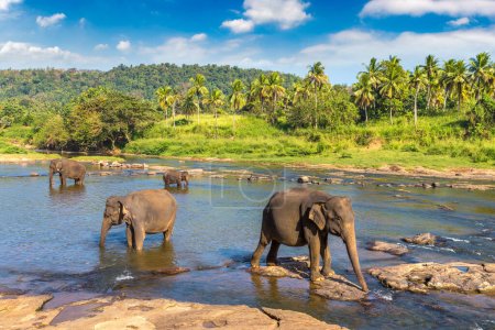 Photo for Herd of elephants at the river in central Sri Lanka in  a summer day - Royalty Free Image