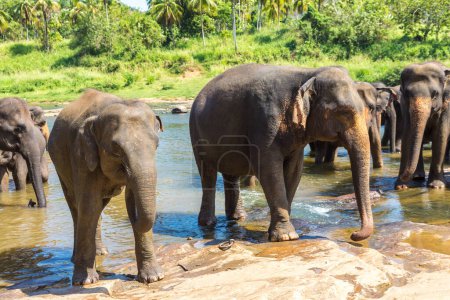 Téléchargez les photos : Troupeau d'éléphants dans le centre du Sri Lanka par une journée ensoleillée - en image libre de droit
