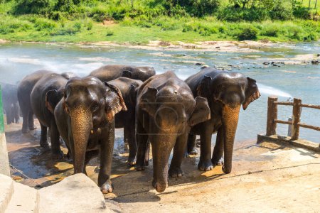 Téléchargez les photos : Troupeau d'éléphants à l'orphelinat des éléphants au Sri Lanka par une journée ensoleillée - en image libre de droit