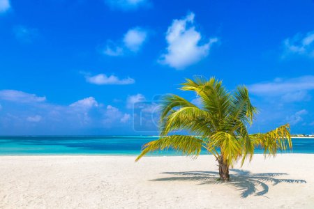Téléchargez les photos : Plage tropicale avec cocotier unique par une journée ensoleillée d'été - en image libre de droit