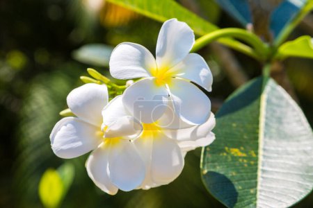 Téléchargez les photos : Les fleurs blanches de Plumeria (frangipani) fleurissent sur l'arbre par une journée ensoleillée - en image libre de droit