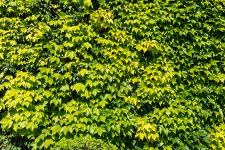 Téléchargez les photos : Vert Ivy fond mural dans une belle journée d'été - en image libre de droit