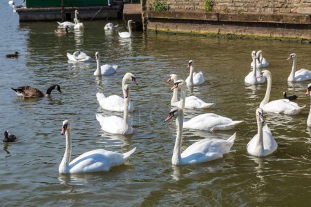 Photo for Swans in the river in Stratford-upon-Avon in a beautiful summer day, England, United Kingdom - Royalty Free Image