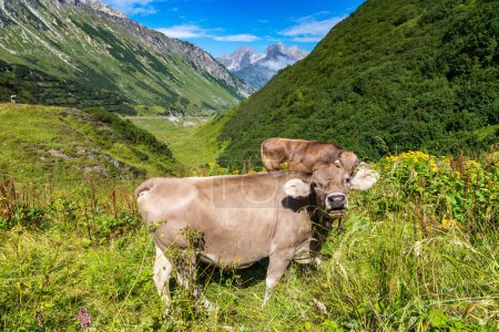 Téléchargez les photos : Pâturage des vaches dans les Alpes par une belle journée d'été, Suisse - en image libre de droit