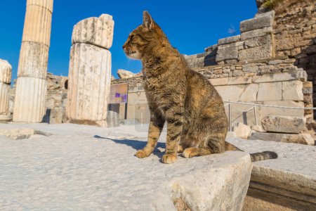 Foto de Gato en ruinas de la antigua ciudad Éfeso, la antigua ciudad griega en Turquía, en un hermoso día de verano - Imagen libre de derechos
