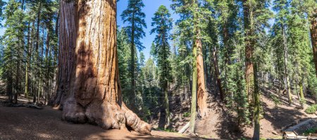 Téléchargez les photos : Panorama du séquoia géant dans le parc national de Sequoia en Californie, États-Unis - en image libre de droit