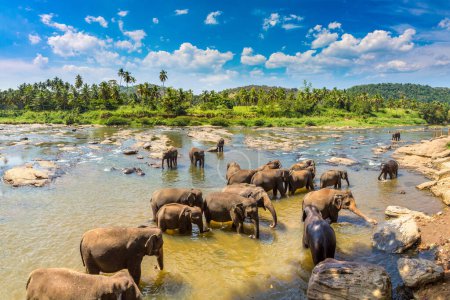 Foto de Manada de elefantes en Sri Lanka - Imagen libre de derechos