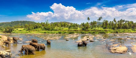 Téléchargez les photos : Troupeau d'éléphants au Sri Lanka - en image libre de droit