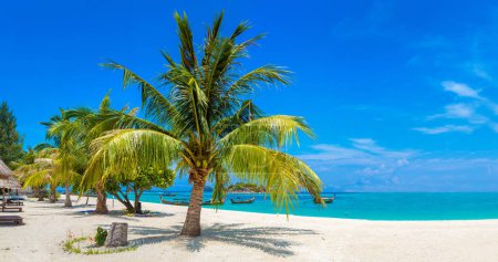 Téléchargez les photos : Panorama d'un seul petit palmier suspendu sur une plage tropicale avec du sable blanc - en image libre de droit