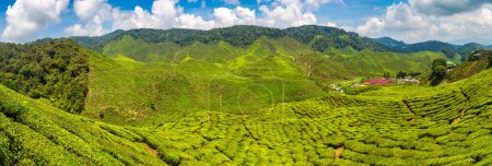 Photo for Panorama of  Tea plantations in a sunny day - Royalty Free Image