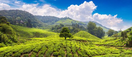 Foto de Panorama de plantaciones de té en un día soleado - Imagen libre de derechos