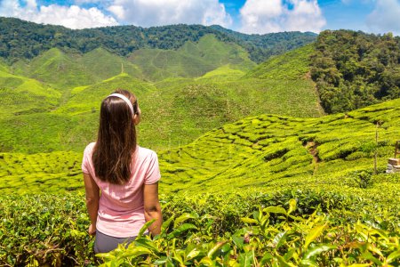 Photo for Woman traveler at  Tea plantations in a sunny day - Royalty Free Image
