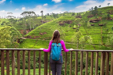 Téléchargez les photos : Femme voyageuse dans les plantations de thé de Nuwara Eliya, Sri Lanka - en image libre de droit