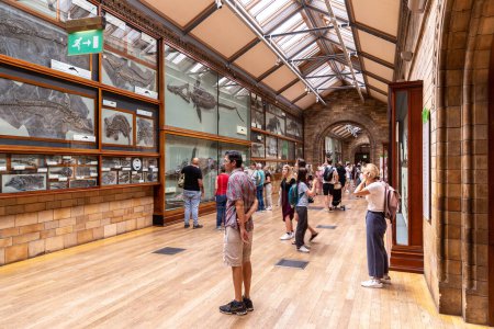 Photo for LONDON, UK - JUNE 18, 2022: Interior of Natural History Museum in London, UK - Royalty Free Image
