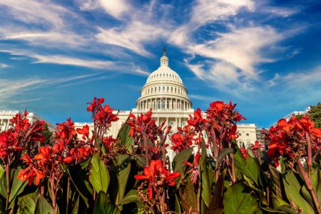 Foto de El edificio del Capitolio de los Estados Unidos y Gladiolus florecen en un día de verano en Washington DC, EE.UU. - Imagen libre de derechos